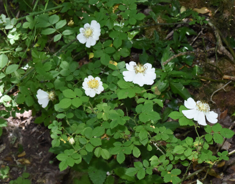 Rosa