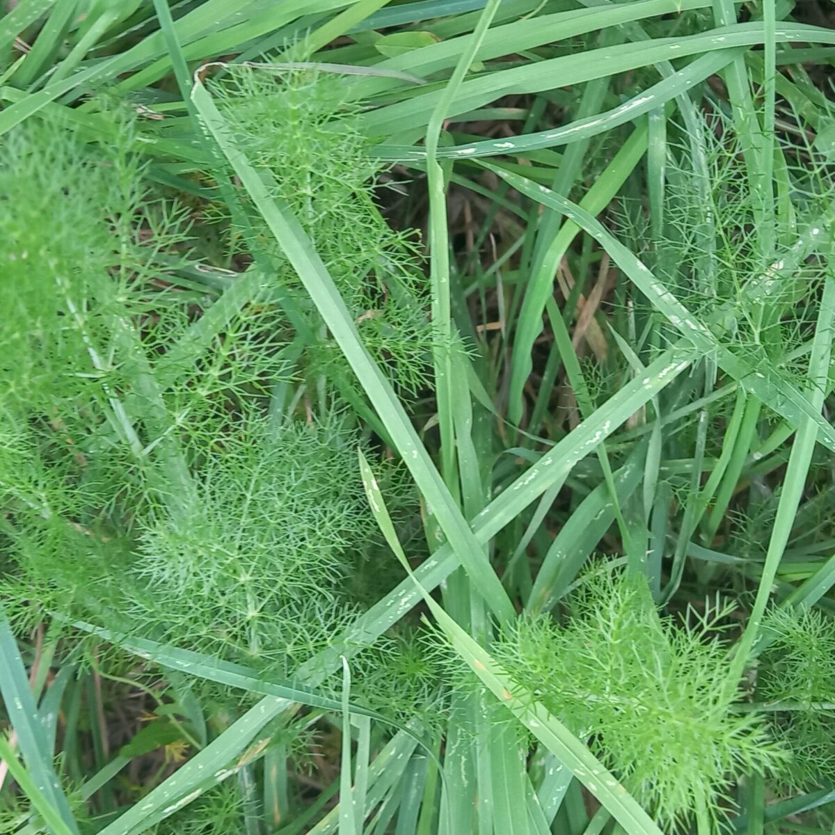 Osservatorio Botanico alla Confluenza – Giardino 1