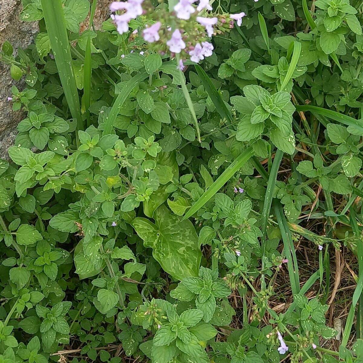 Osservatorio Botanico alla Confluenza – Giardino 2
